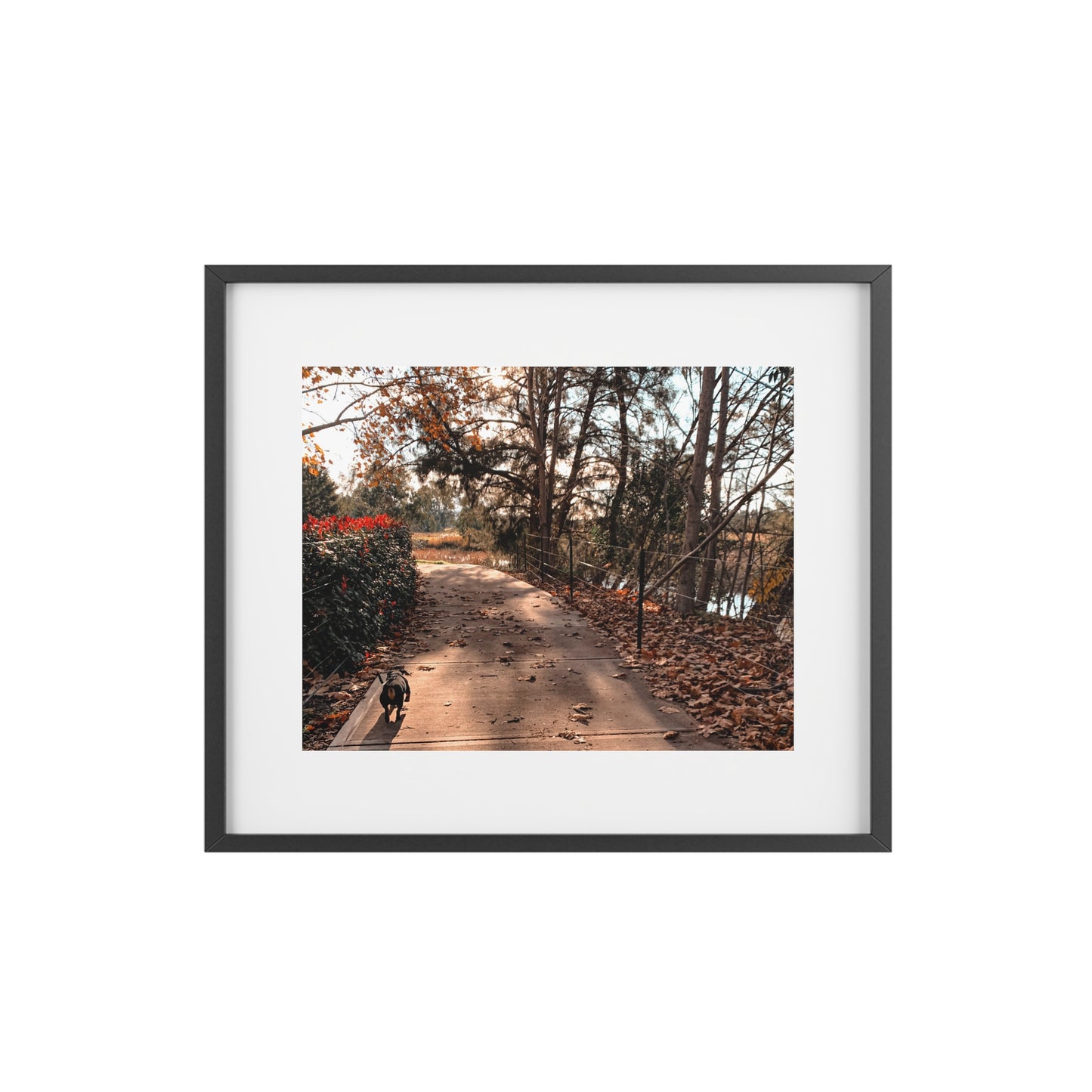 Huey's Walk Framed Picture